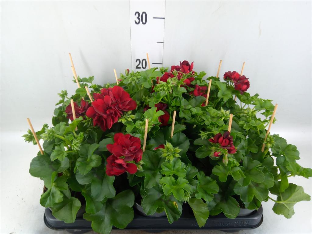 Горшечные цветы и растения оптом Pelargonium Pelt.   ... от 8шт из Голландии с доставкой по России