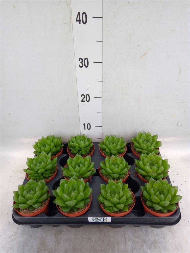 Горшечные цветы и растения оптом Haworthia   ... от 12шт (для телеги) из Голландии с доставкой по России