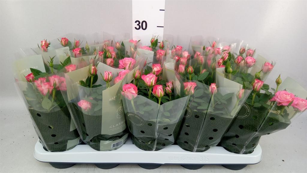 Горшечные цветы и растения оптом Rosa fame Kordana от 15шт из Голландии с доставкой по России
