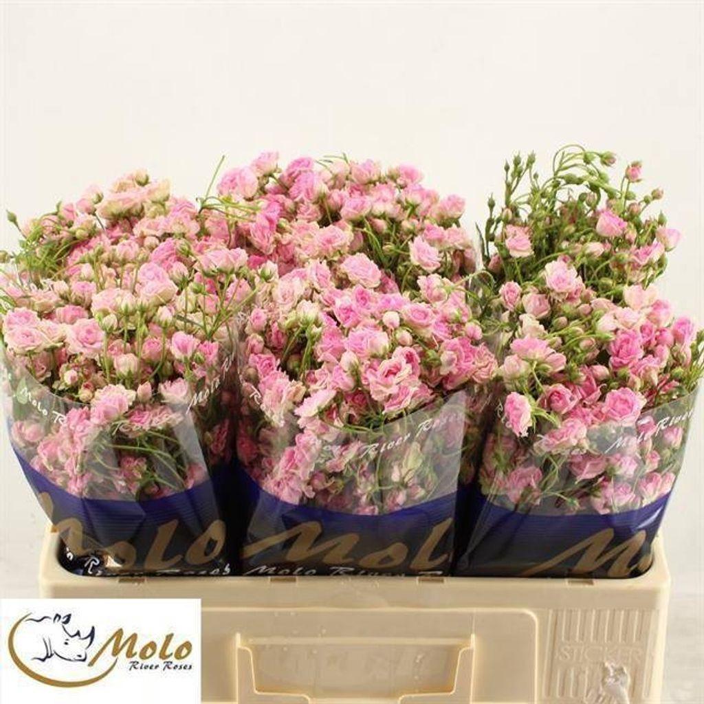 Срезанные цветы оптом Rosa spray gypsy rose от 60шт из Голландии с доставкой по России