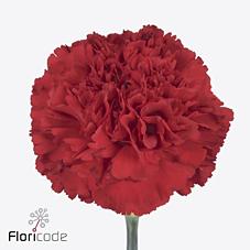 Срезанные цветы оптом Dianthus st sparta+ от 80шт из Голландии с доставкой по России