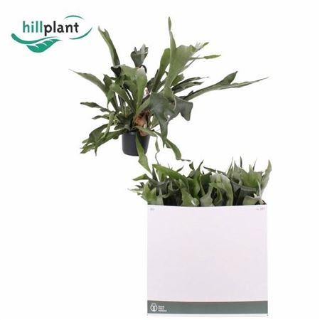 Горшечные цветы и растения оптом Platyc B Netherlands Hangpot от 6шт из Голландии с доставкой по России