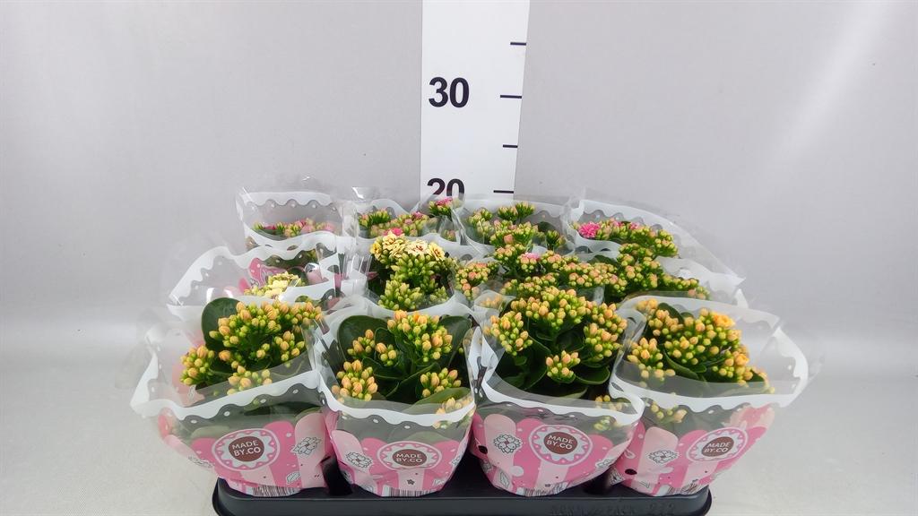 Горшечные цветы и растения оптом Kalanchoe Blos. ..mix от 12шт (для телеги) из Голландии с доставкой по России