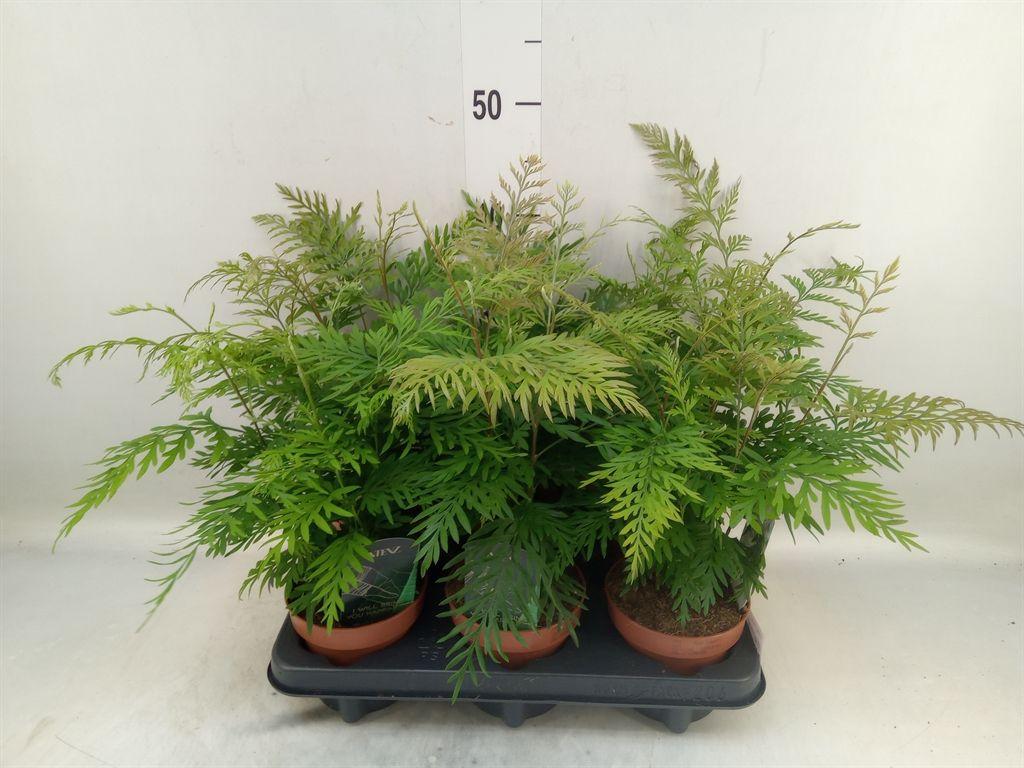 Горшечные цветы и растения оптом Grevillea Robusta от 6шт из Голландии с доставкой по России