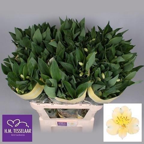 Срезанные цветы оптом Alstroemeria gigi cream от 60шт. из Голландии с доставкой по России