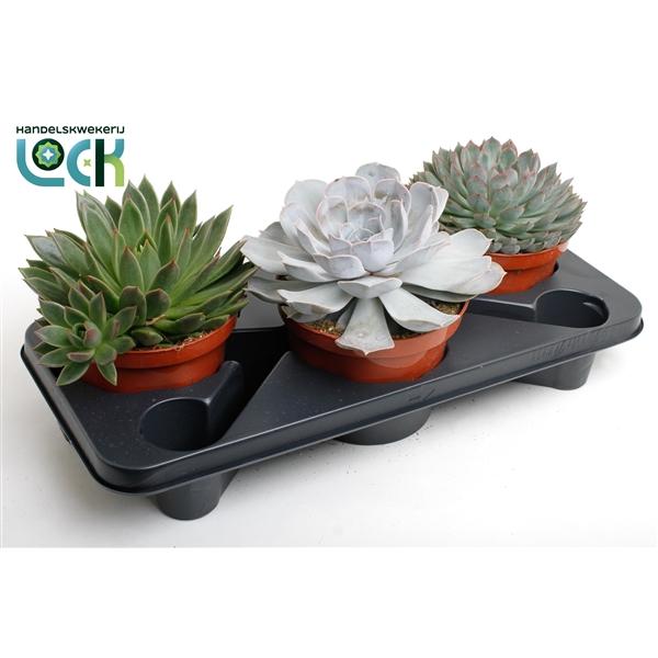 Горшечные цветы и растения оптом Echeveria Mix от 3шт из Голландии с доставкой по России