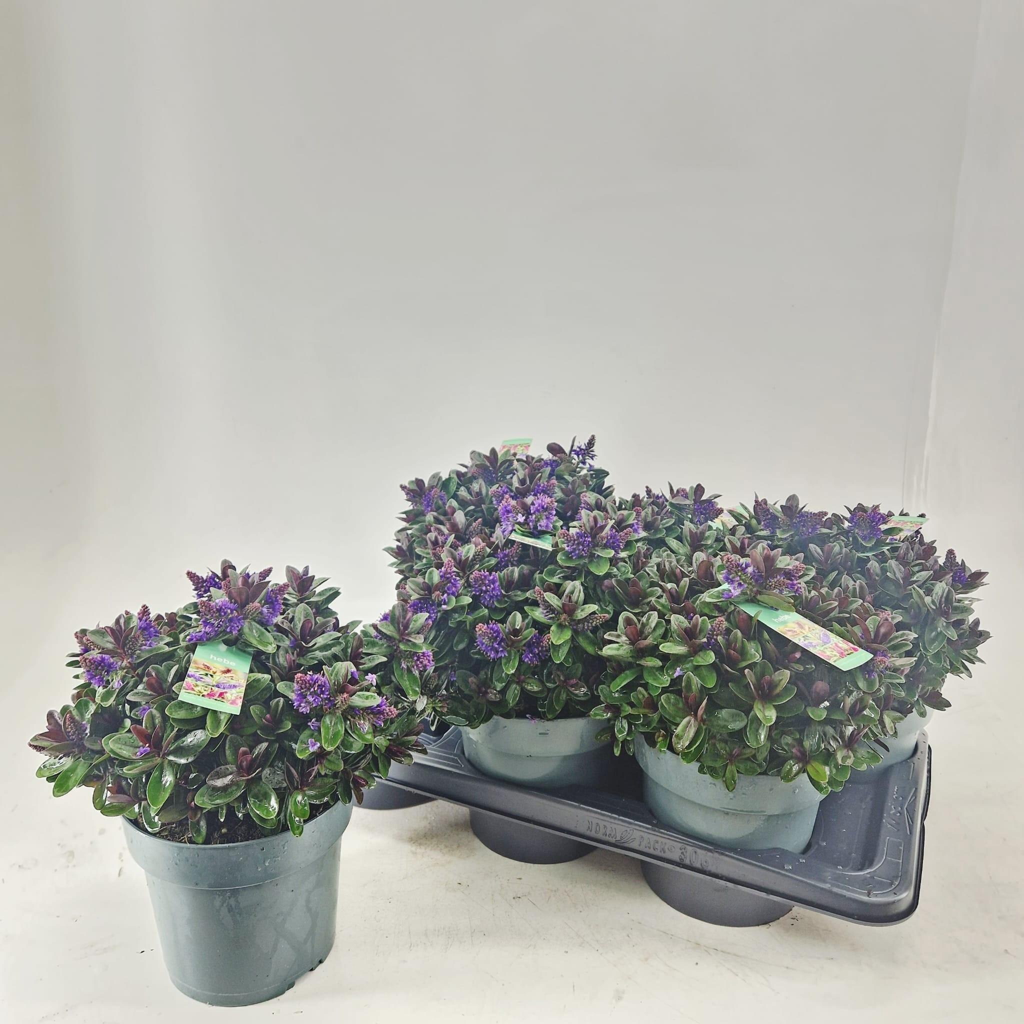 Горшечные цветы и растения оптом Hebe Vinoa Purple от 6шт из Голландии с доставкой по России