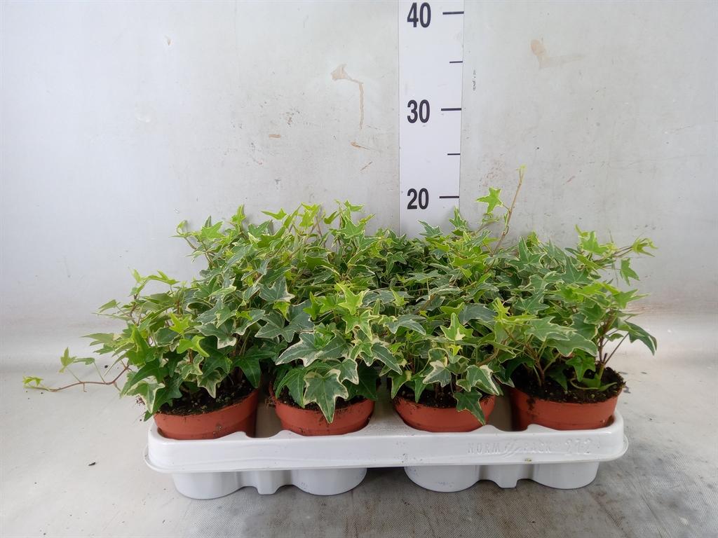Горшечные цветы и растения оптом Hedera   ...variegated от 12шт (для телеги) из Голландии с доставкой по России