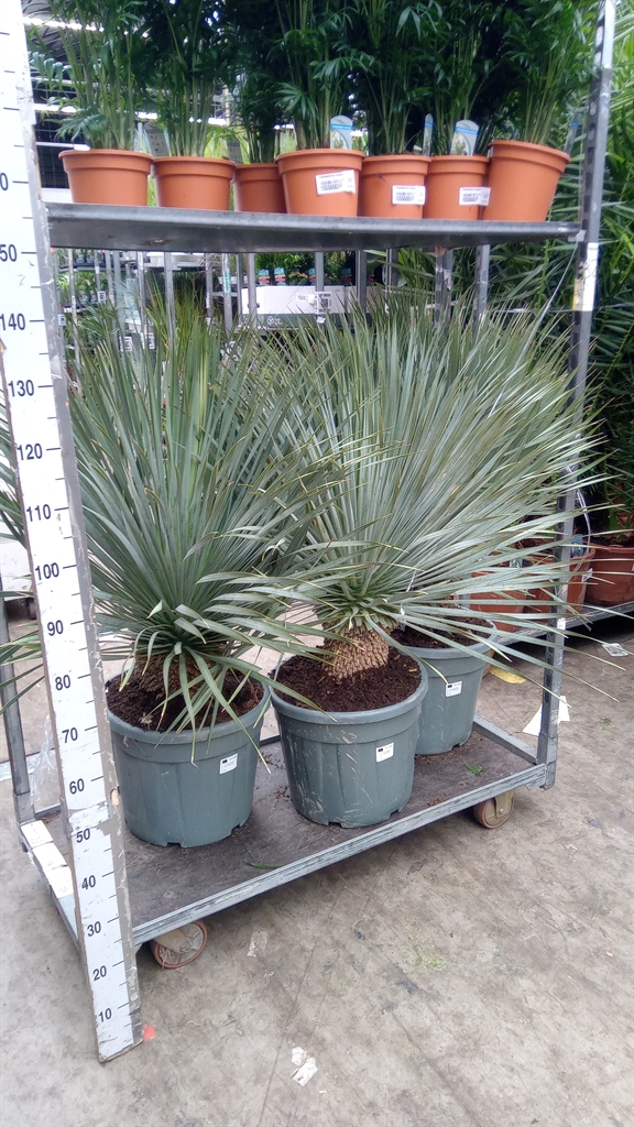 Горшечные цветы и растения оптом Yucca Rostrata от 1шт из Голландии с доставкой по России