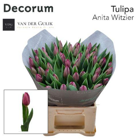 Срезанные цветы оптом Tulipa si anita witzier от 50шт из Голландии с доставкой по России
