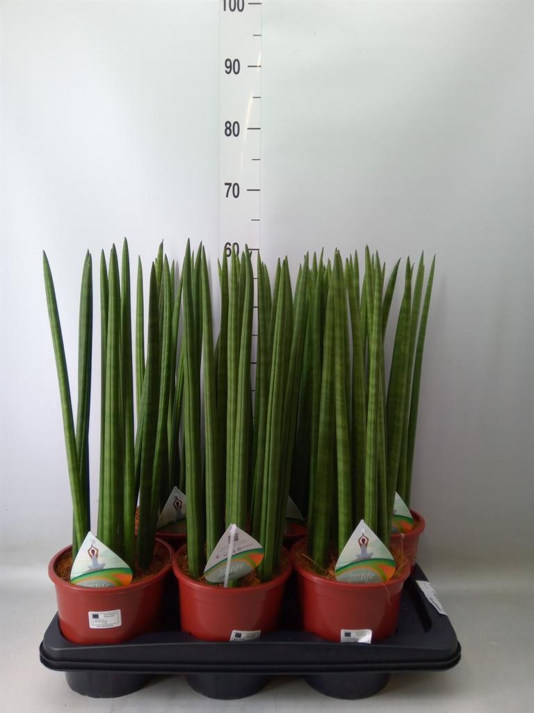 Горшечные цветы и растения оптом Sansevieria Cyl.  ... от 6шт из Голландии с доставкой по России
