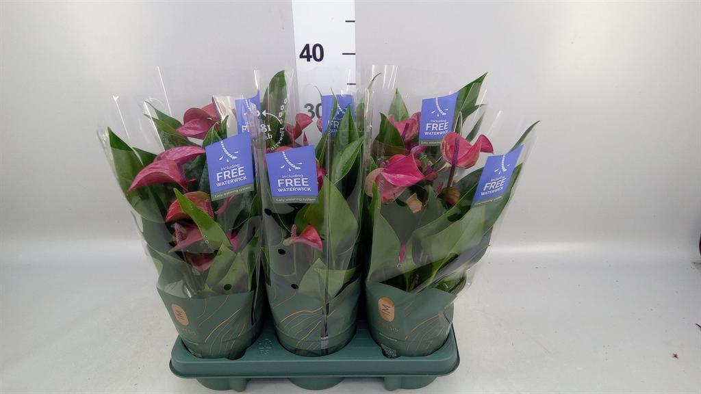 Горшечные цветы и растения оптом Anthurium Andr. pure Purple от 6шт из Голландии с доставкой по России