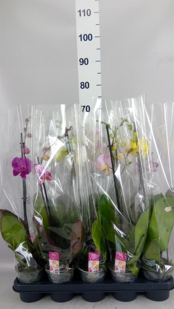 Горшечные цветы и растения оптом Phalaenopsis ...mix A от 10шт из Голландии с доставкой по России