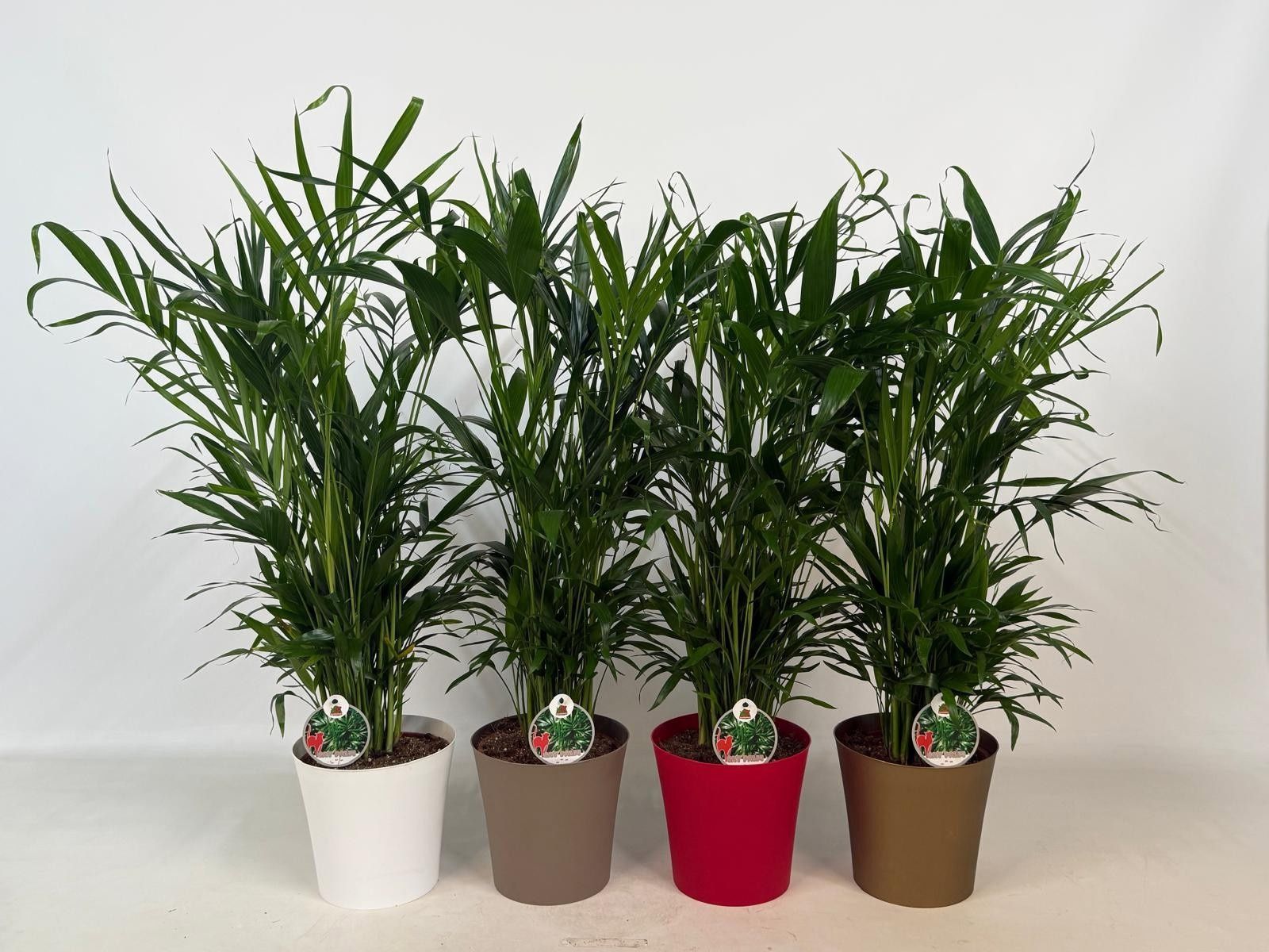 Горшечные цветы и растения оптом Palmen Ov от 4шт из Голландии с доставкой по России