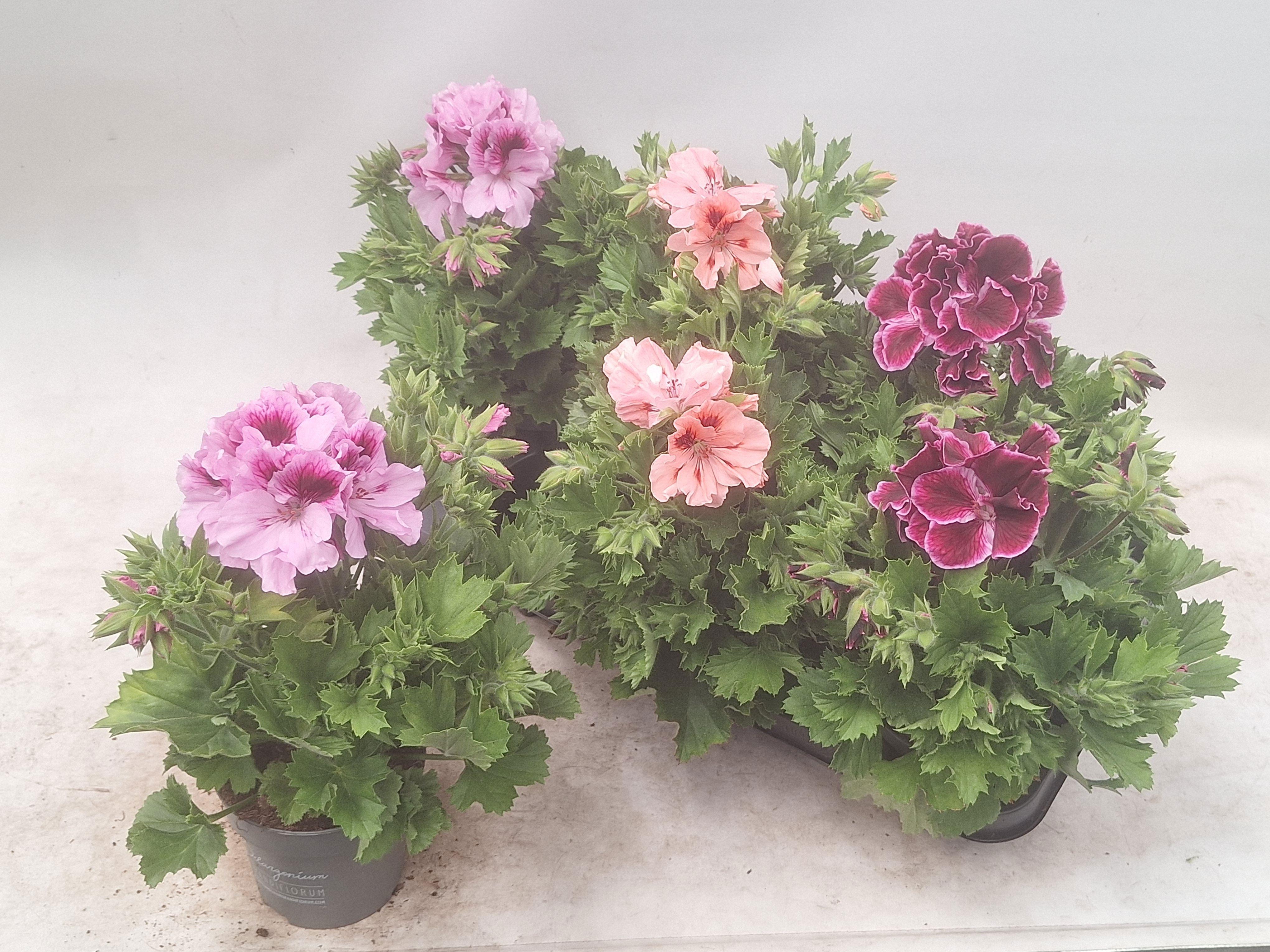 Горшечные цветы и растения оптом Pel Gr Mixk 3 Kl от 6шт из Голландии с доставкой по России