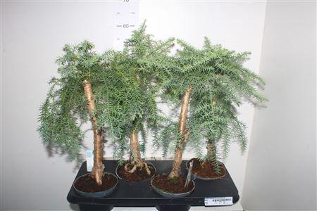 Горшечные цветы и растения оптом Bonsai Araucaria Cunninghamii от 4шт из Голландии с доставкой по России