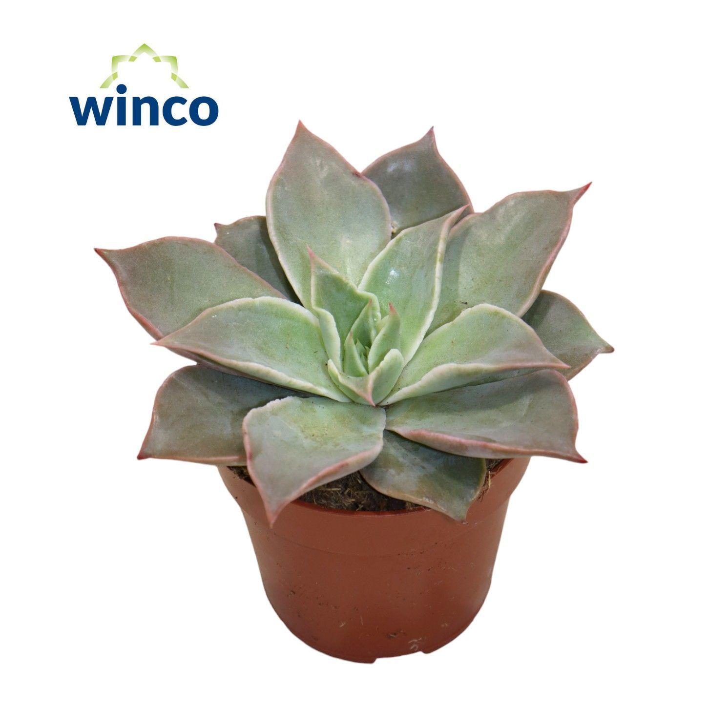 Горшечные цветы и растения оптом Echeveria Madiba от 18шт (для телеги) из Голландии с доставкой по России