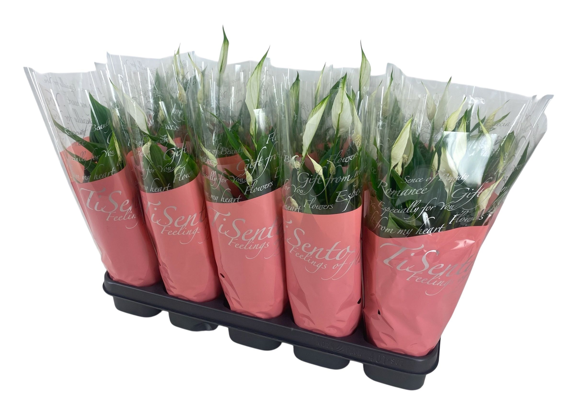 Горшечные цветы и растения оптом Spath Ov от 10шт из Голландии с доставкой по России