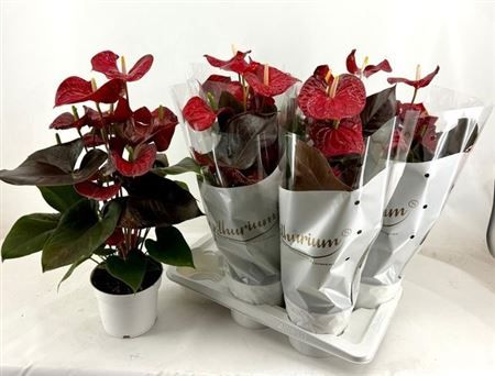 Горшечные цветы и растения оптом Anthu A Coral Champi 7+ от 6шт из Голландии с доставкой по России