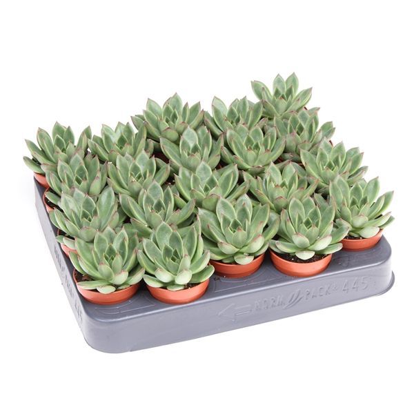 Горшечные цветы и растения оптом Echeveria Costarii от 20шт из Голландии с доставкой по России