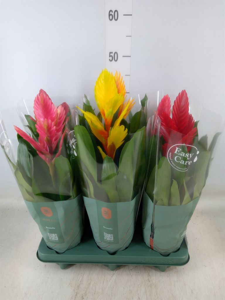 Горшечные цветы и растения оптом Vriesea   ...mix от 6шт из Голландии с доставкой по России