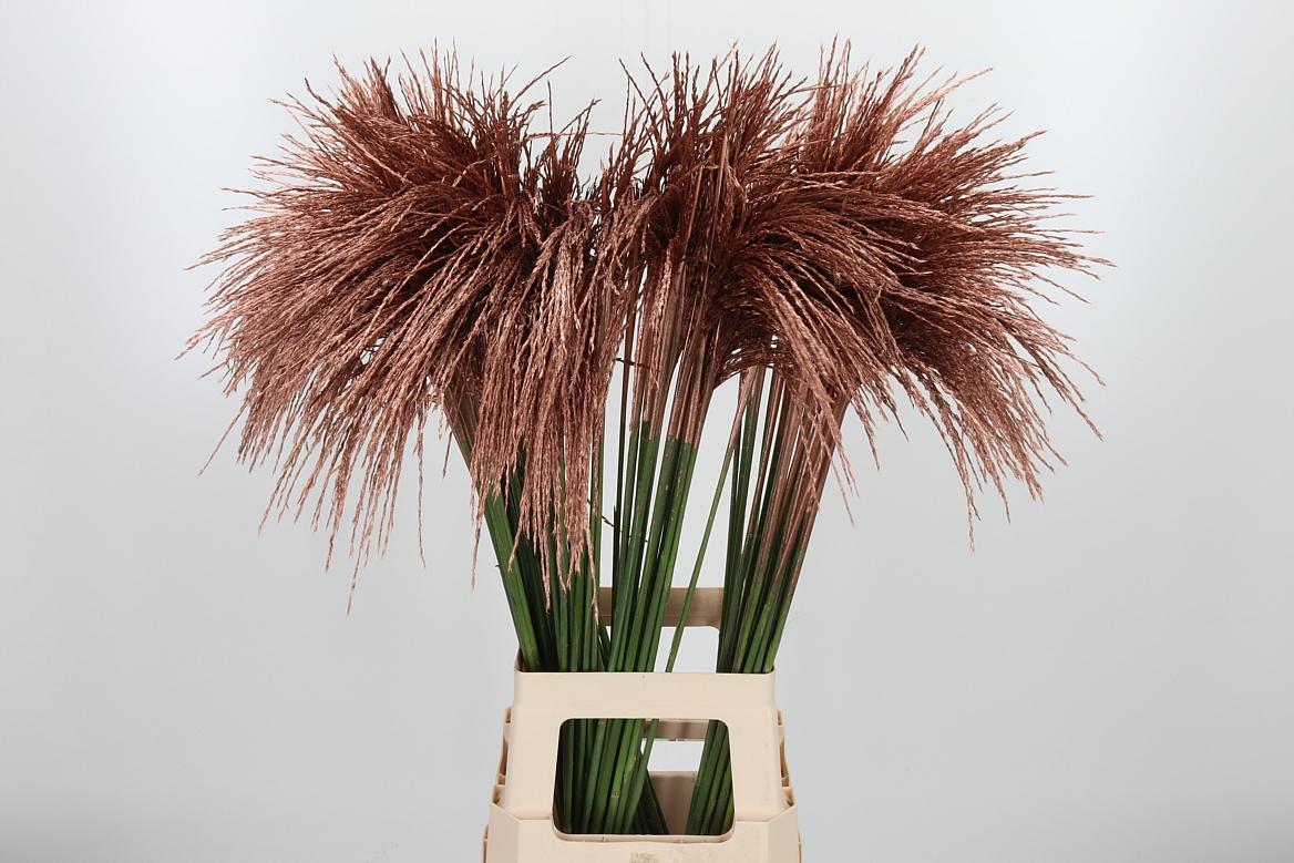 Срезанные цветы оптом Miscanthus paint copper от 100шт из Голландии с доставкой по России