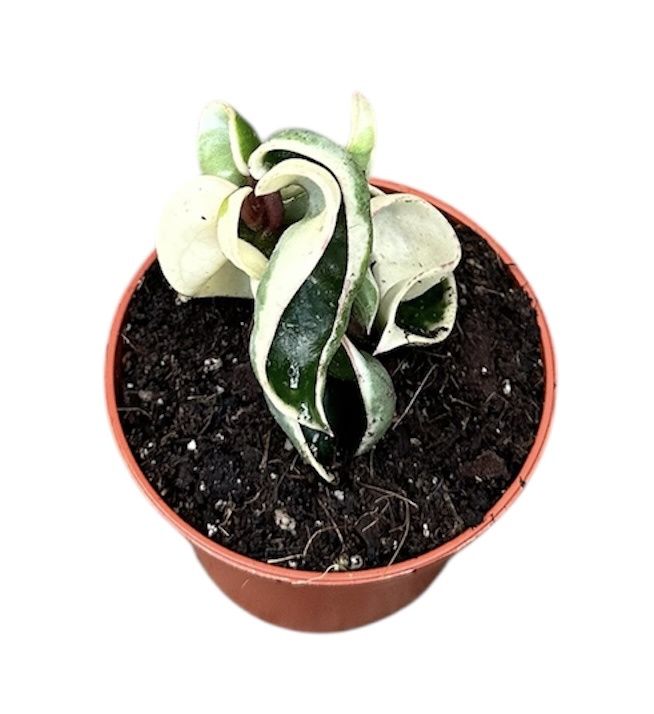 Горшечные цветы и растения оптом Hoya Compacta Variegata от 1шт (для телеги) из Голландии с доставкой по России
