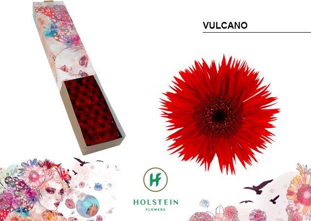 Срезанные цветы оптом Germini gerspider vulcano от 60шт из Голландии с доставкой по России