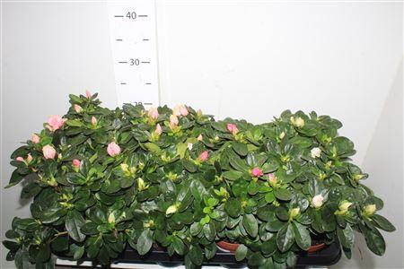 Горшечные цветы и растения оптом Rhodo Si Vogel Gem от 8шт из Голландии с доставкой по России