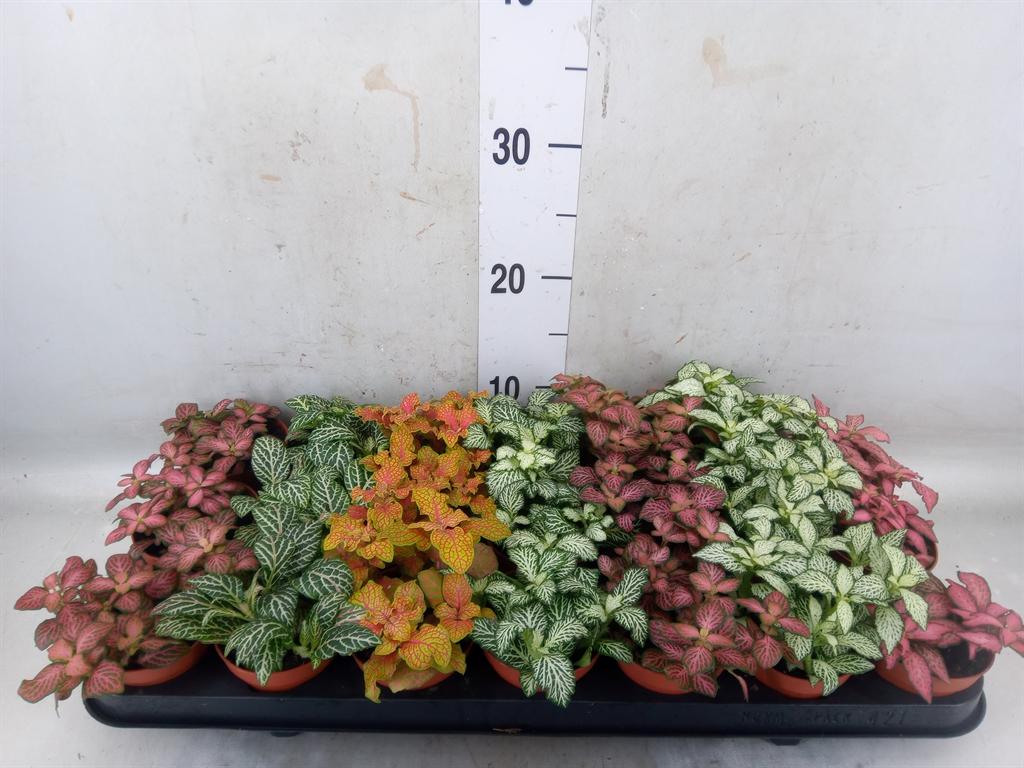 Горшечные цветы и растения оптом Fittonia Mix от 21шт (для телеги) из Голландии с доставкой по России