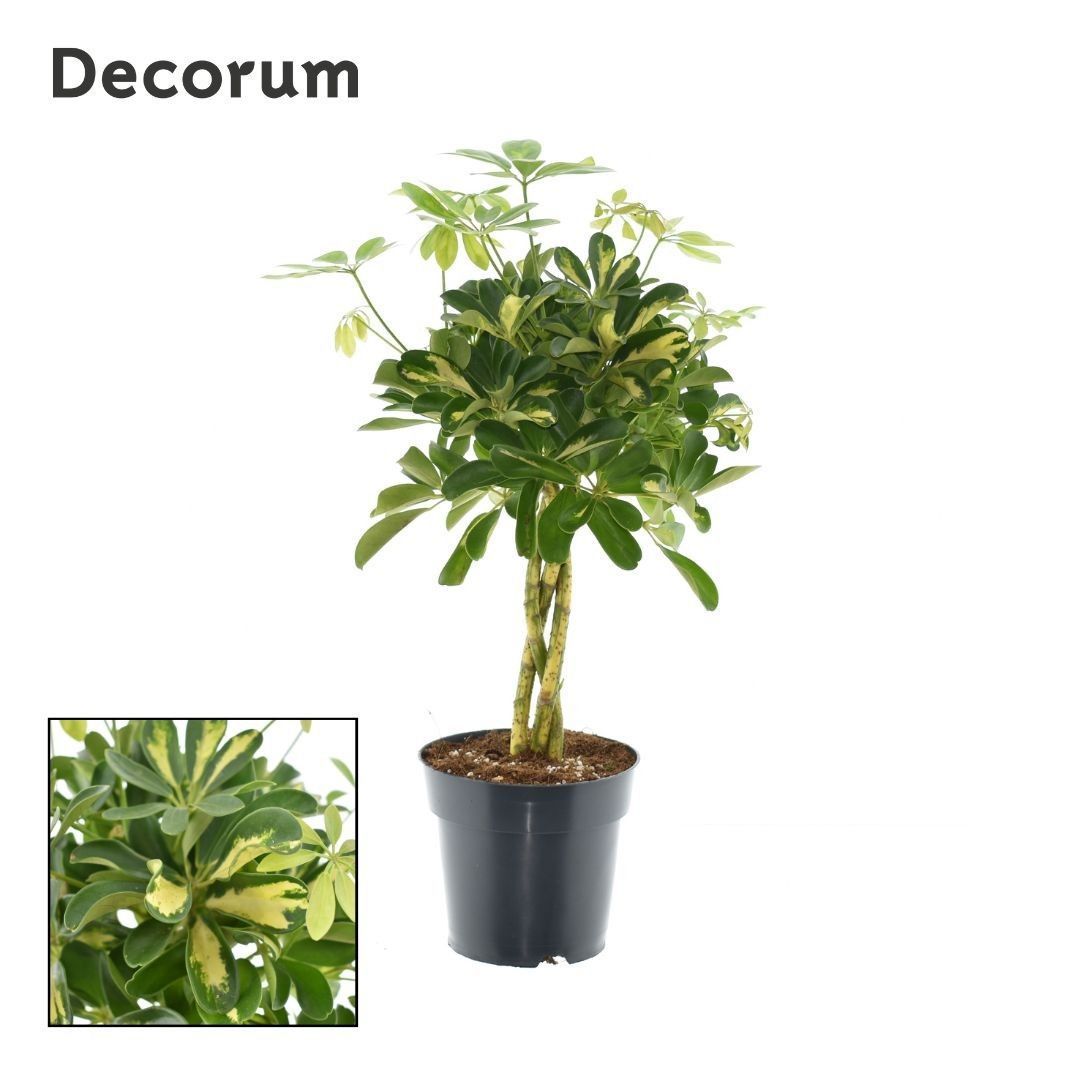 Горшечные цветы и растения оптом Schefflera Gold Capella Vlecht от 6шт из Голландии с доставкой по России