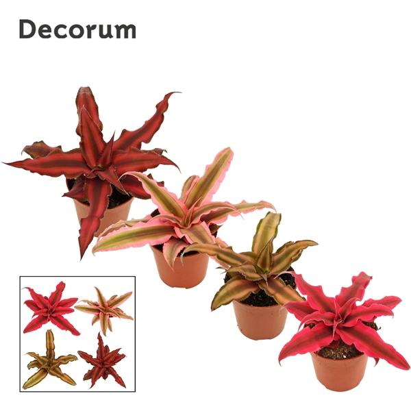 Горшечные цветы и растения оптом Cryptanthus Mix (decorum) от 14шт (для телеги) из Голландии с доставкой по России Горшечные цветы и растения оптом Cryptanthus Mix (decorum) от 14шт (для телеги) из Голландии с доставкой по России