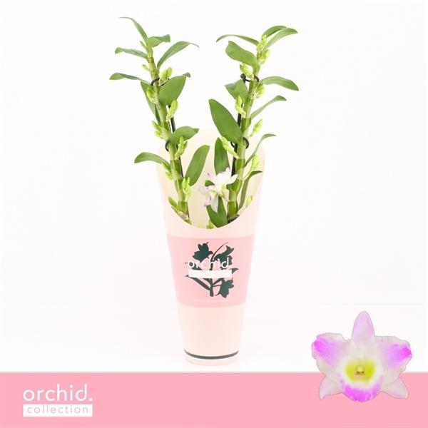Горшечные цветы и растения оптом Dendr Nob 2st Pandora Orchid Collection от 6шт из Голландии с доставкой по России