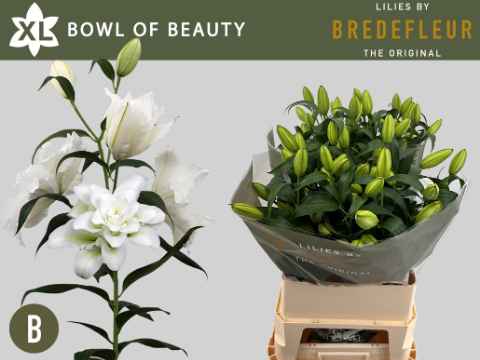 Срезанные цветы оптом Lilium or dbl bowl of beauty от 20шт из Голландии с доставкой по России