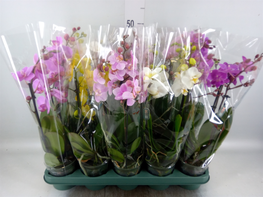 Горшечные цветы и растения оптом Phalaenopsis Multi.   ...mix  5 от 10шт из Голландии с доставкой по России