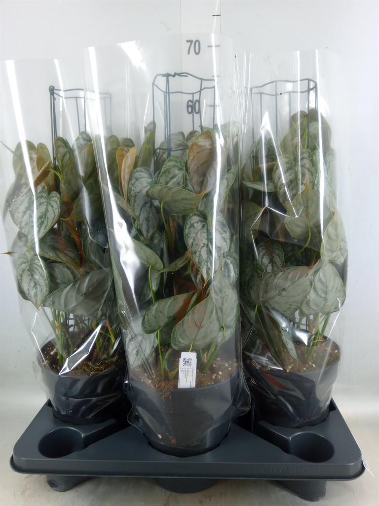 Горшечные цветы и растения оптом Philodendron Brandtianum от 3шт из Голландии с доставкой по России