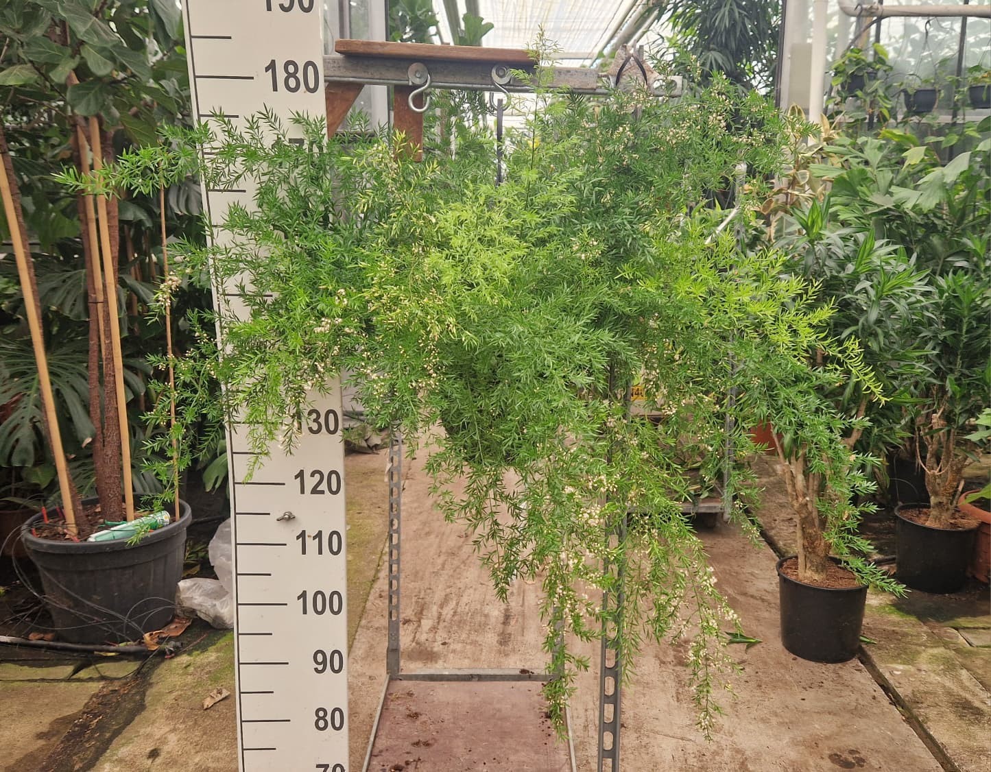 Горшечные цветы и растения оптом Asparagus Hangplant Xl от 2шт из Голландии с доставкой по России