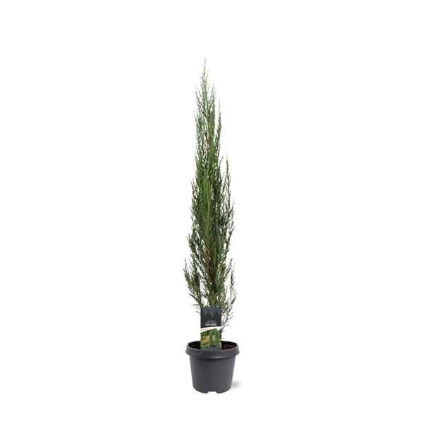 Горшечные цветы и растения оптом Juniperus Scop Blue Arrow от 1шт из Голландии с доставкой по России