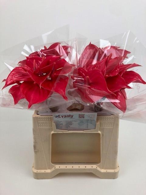 Срезанные цветы оптом Anthurium pink lady от 40шт из Голландии с доставкой по России