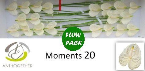 Срезанные цветы оптом Anthurium moments от 20шт из Голландии с доставкой по России