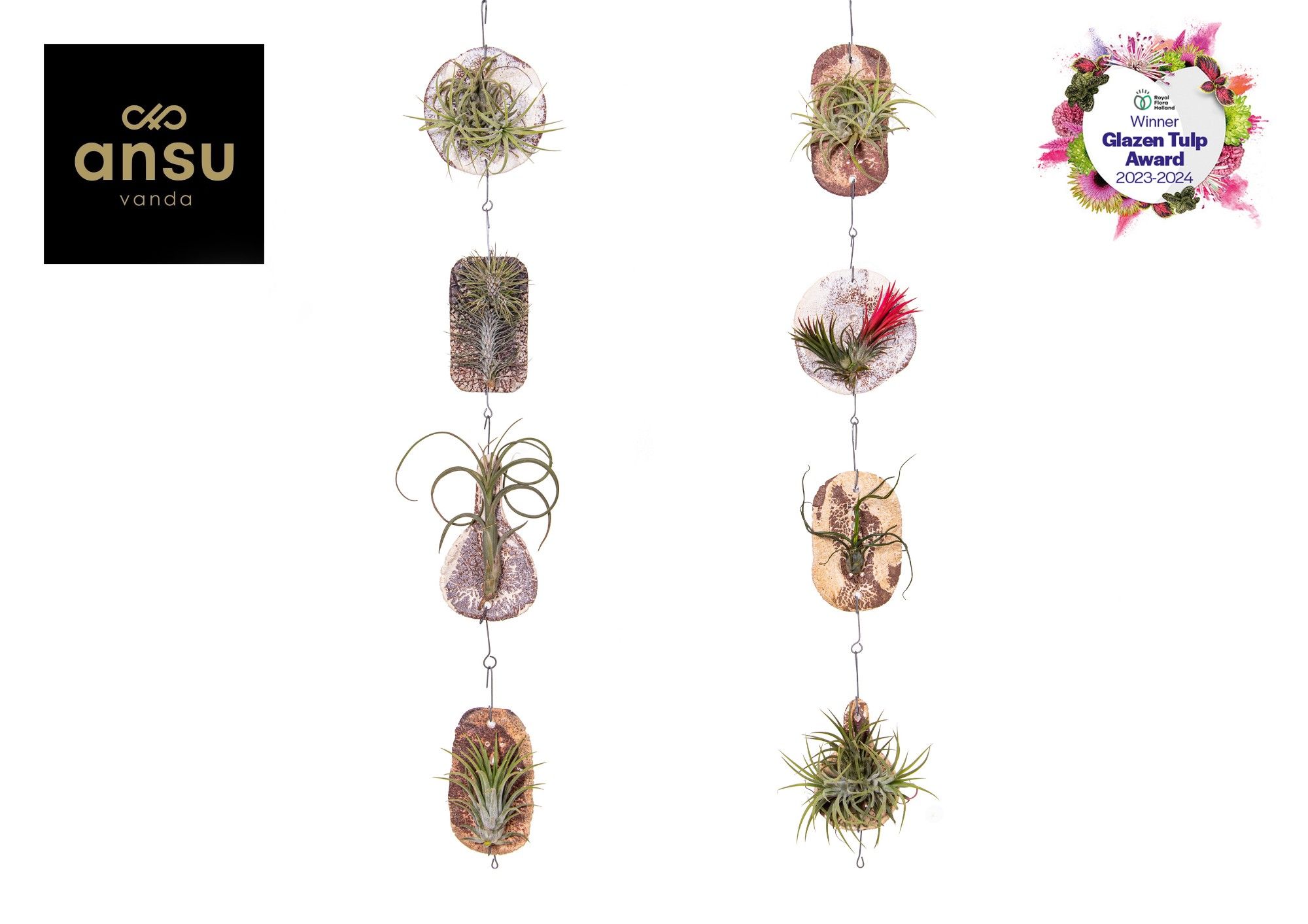 Горшечные цветы и растения оптом Tillandsia Tilly Tiles от 12шт (для телеги) из Голландии с доставкой по России