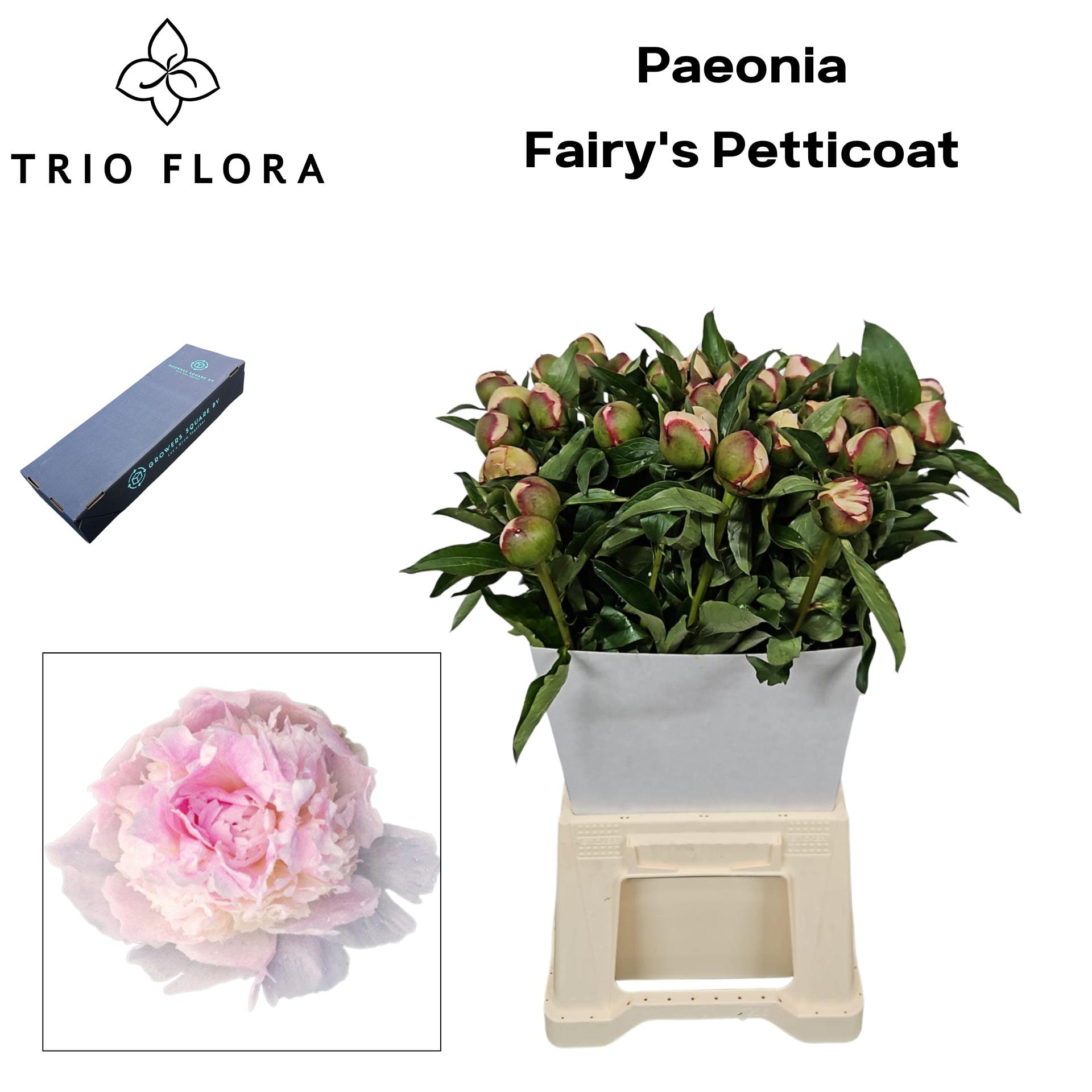Срезанные цветы оптом Paeonia fairys petticoat от 20шт из Голландии с доставкой по России