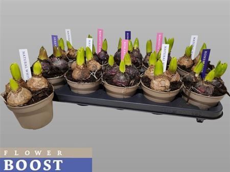 Горшечные цветы и растения оптом Hyacin Pear Gem 4 Kl от 10шт из Голландии с доставкой по России