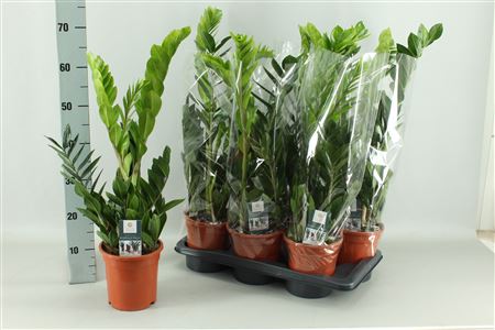 Горшечные цветы и растения оптом Zamio Zamiifolia 3-4 P17 * Spring Deal * от 6шт из Голландии с доставкой по России
