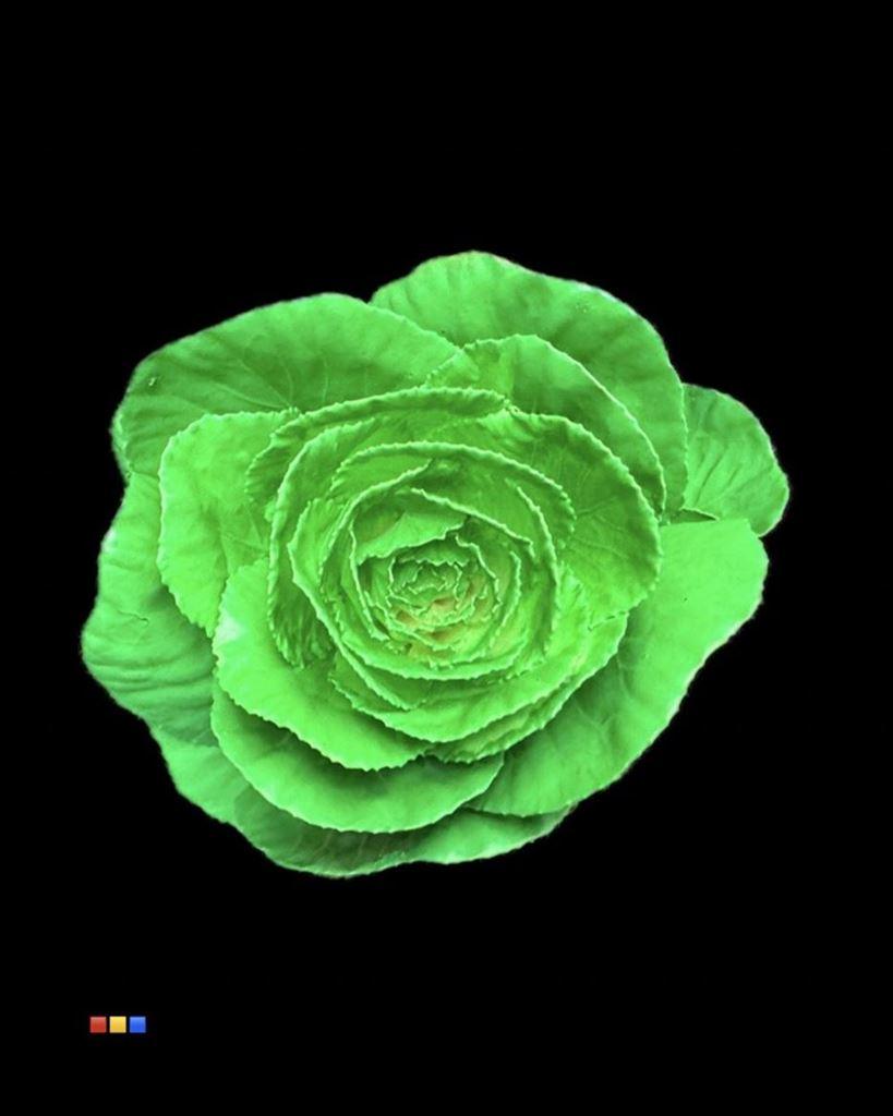 Срезанные цветы оптом Brassica paint green от 20шт из Голландии с доставкой по России