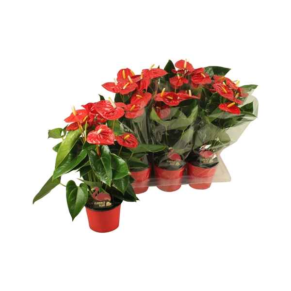 Горшечные цветы и растения оптом Anth An Jambo Red 6+ от 6шт из Голландии с доставкой по России