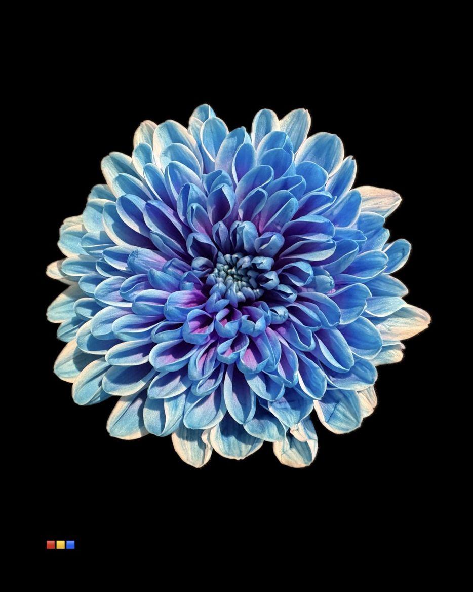 Срезанные цветы оптом Chrys sp paint altaj blue lagoon от 40шт из Голландии с доставкой по России