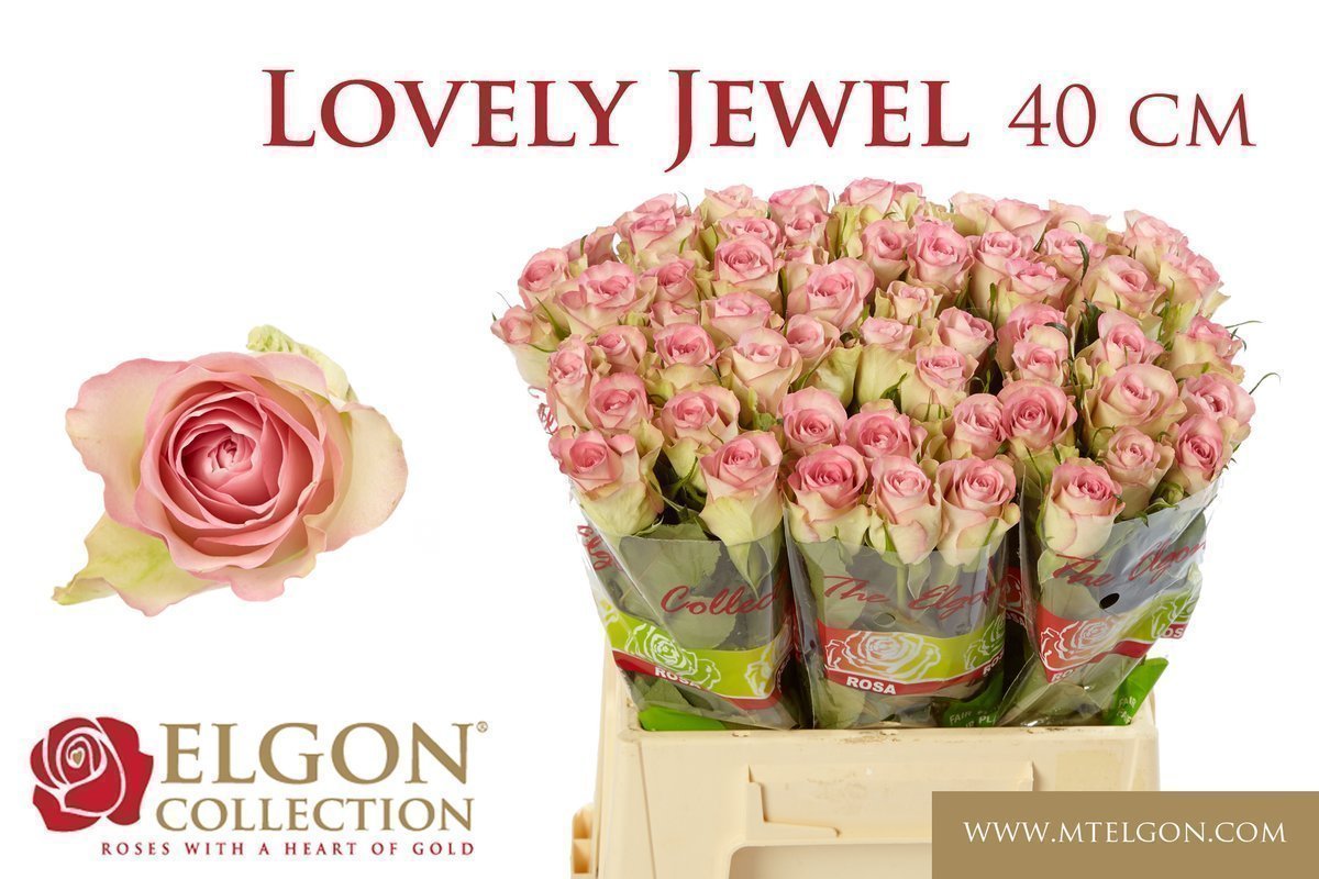 Срезанные цветы оптом Rosa large lovely jewel от 60шт. из Голландии с доставкой по России