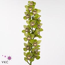 Срезанные цветы оптом Cymbidium green mrs robin hood от 10шт из Голландии с доставкой по России