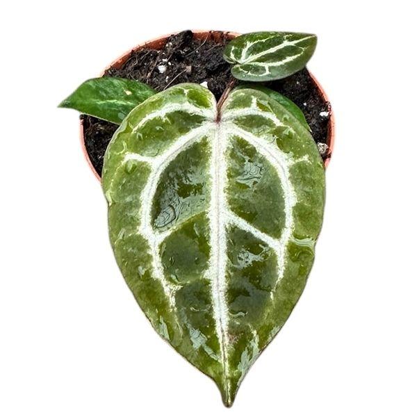 Горшечные цветы и растения оптом Anthurium Red Crystallinum от 1шт (для телеги) из Голландии с доставкой по России